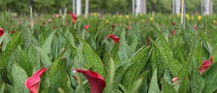 Calla Lily Plant Care: Indoor and Outdoor Growing Guide - Homestead Growers  and Amerigo Farms