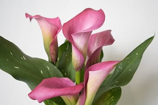 peace lily large Spathiphyllum Sensation – Indoor Plant Shed main image 1