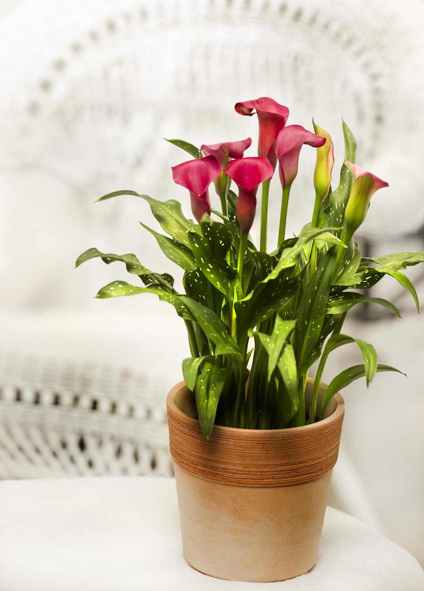 lucky bamboo flowering CNY Lucky Bamboo potted (Red Pot) – Lifestyle@SingSeeSoon By Kava  Experiences main image 0