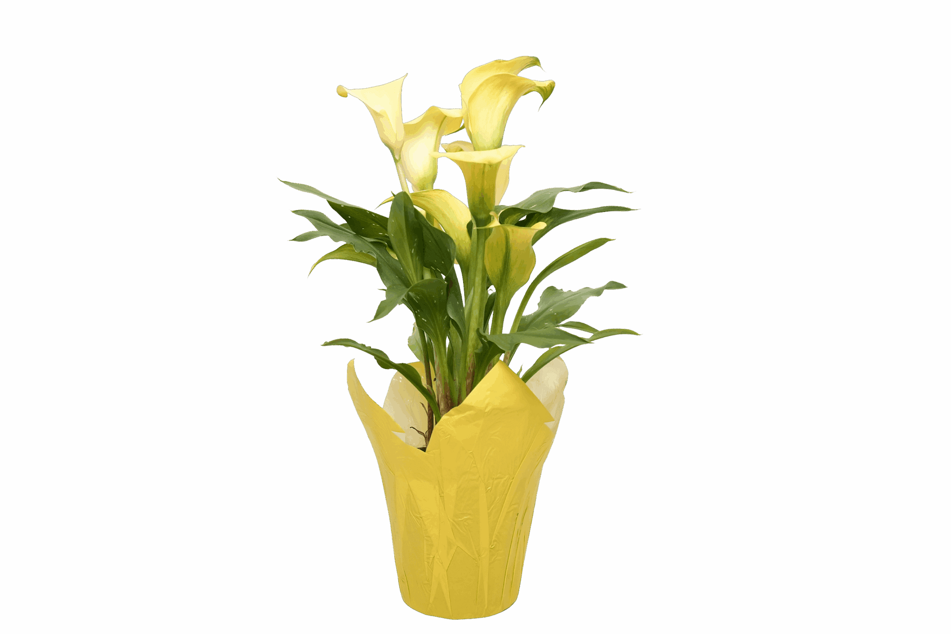 aloe vera plant buy Real Aloe Vera Plant: Easy Succulent to Grow – (3.5” Pot) – Drought To –  Altman Plants main image 1