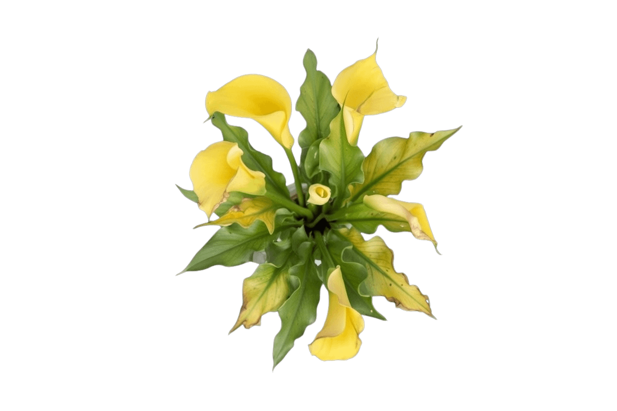 Calla Lily Plant Care: Indoor and Outdoor Growing Guide - Homestead Growers  and Amerigo Farms
